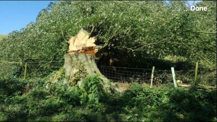 Tree felling
