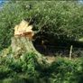 Tree felling Image 2