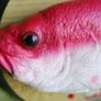 Rock King Tommy the xmas singing fish Image 10