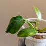 Philodendron Green Congo Hybrid ( Nuclear) Image 2