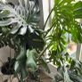 Two large healthy monstera plants Image 3
