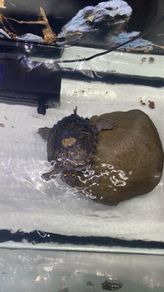 Tutles