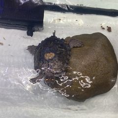 Tutles