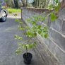 Hazelnut tree Image 4