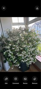 Mature Jade Plants
