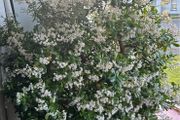 Mature Jade Plants