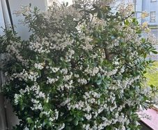 Mature Jade Plants