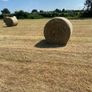 Hay Image 2