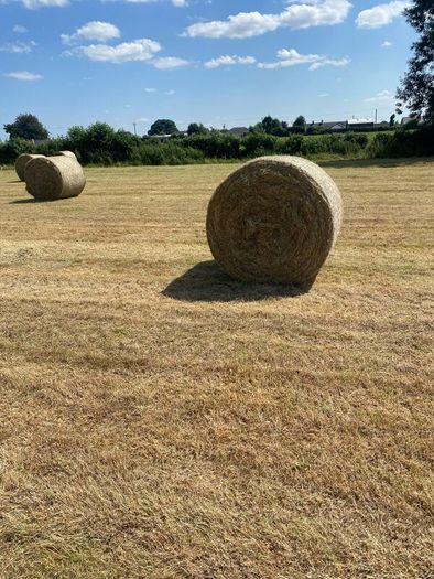 Hay