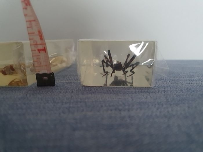 Halloween Insects In Glass Big Clearout, Make An Offer