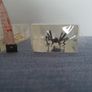 Halloween Insects In Glass Big Clearout, Make An Offer Image 2