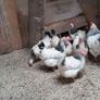fertile hatching eggs and chicks Image 7