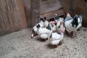 Hens, point of lay pullets