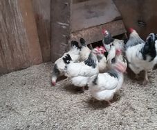 Hens, point of lay pullets