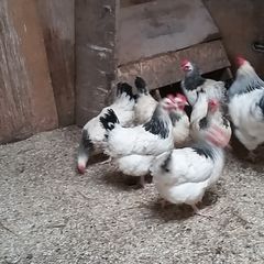 Hens, point of lay pullets