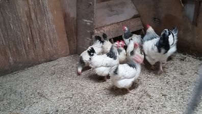 Hens, point of lay pullets