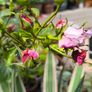 garden plants Image 6