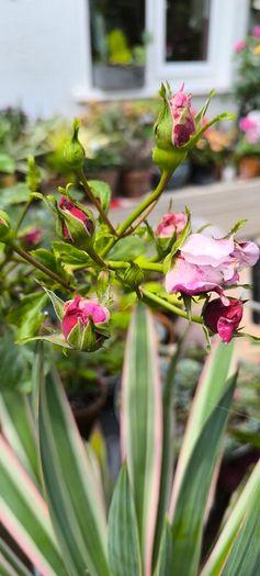 garden plants