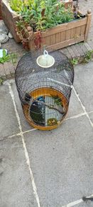 bird cage
