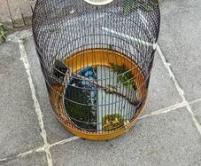 bird cage