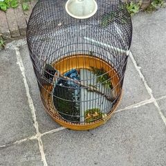 bird cage