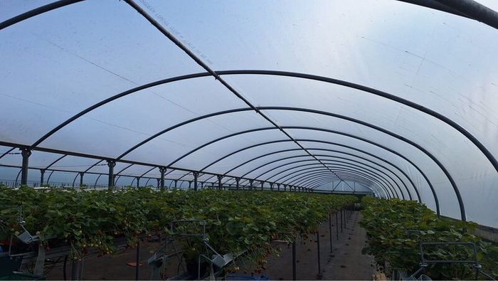 Polytunnel