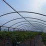 Polytunnel Image 5