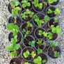 Strawberry plants and raspberry plants for sale Image 7