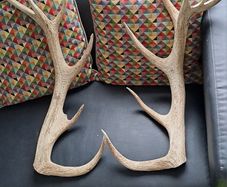 Deer Antlers
