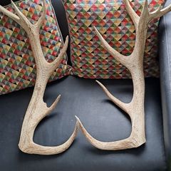 Deer Antlers