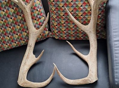 Deer Antlers