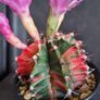 Blooming variegated gymnocalycium mihanovichii cactus Image 2