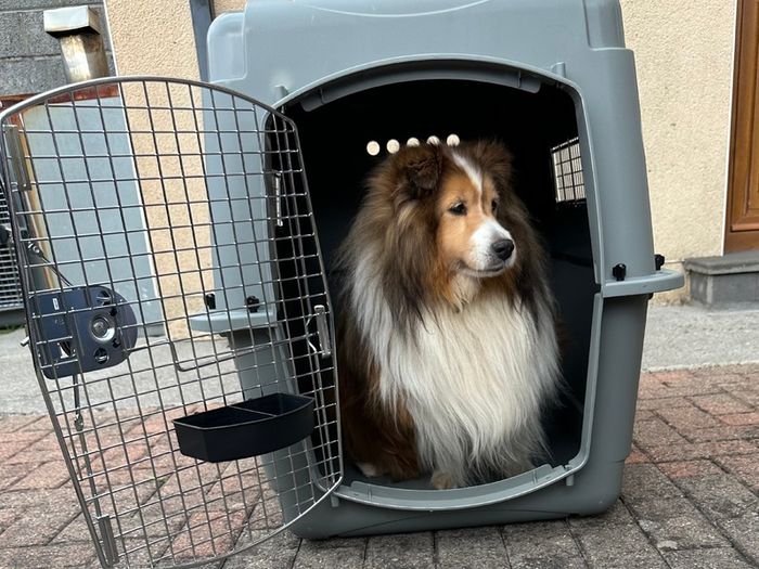 Sky Kennel / Travel Crate