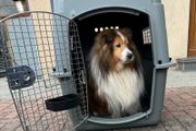 Sky Kennel / Travel Crate