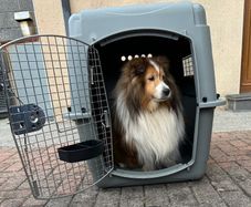 Sky Kennel / Travel Crate