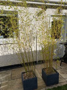 Potted Bamboo Plants x 2