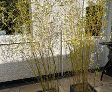 Potted Bamboo Plants x 2