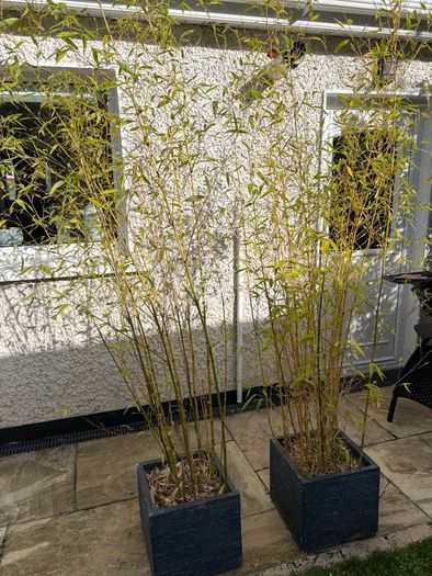 Potted Bamboo Plants x 2