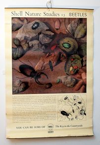 Vintage 1950's Shell Nature Study Beetles poster