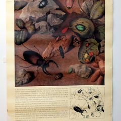 Vintage 1950's Shell Nature Study Beetles poster