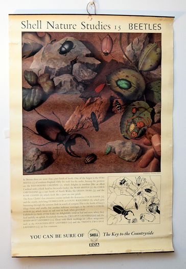 Vintage 1950's Shell Nature Study Beetles poster