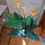 Artificial Plant Flowers Large Size new Image 4