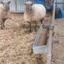 7 purebred registered vendeen ewes genuine sheep Image 2