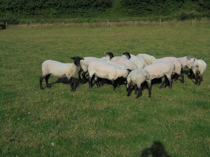 Hilltex  x Suffolk  Breeding Hoggets