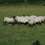 Hilltex  x Suffolk  Breeding Hoggets Image 4