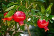 (T) Dwarf Pomegranate seeds 0.5g (602759)