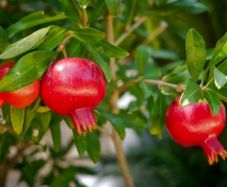 (T) Dwarf Pomegranate seeds 0.5g (602759)