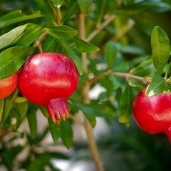 (T) Dwarf Pomegranate seeds 0.5g (602759)