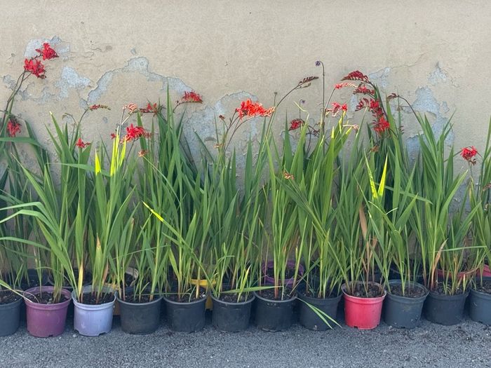 Crocosmia Lucifer