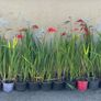 Crocosmia Lucifer Image 2